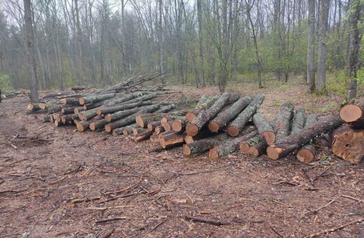 Незаконно вырубленный лес